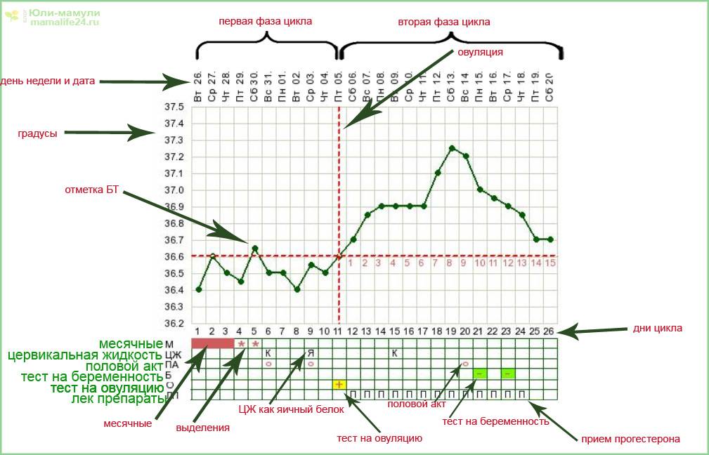 Овуляция после приема. График базальной температуры и тест на овуляцию. Ранняя овуляция на графике БТ. Норма базальной температуры на 6 день цикла. Базальная температура менструационного цикла.