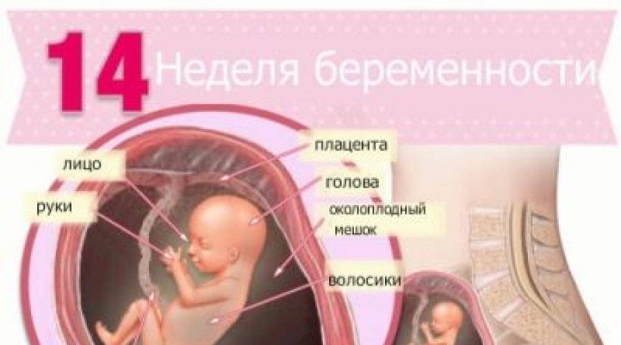 Узи на 14 неделе беременности (19 фото): размер плода, как выглядит ребенок, нормы и показатели