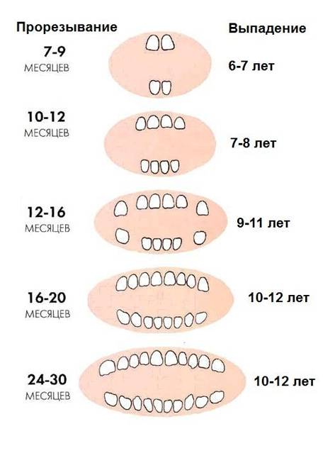 Сколько зубов у человека – нумерация в стоматологии, зубная формула