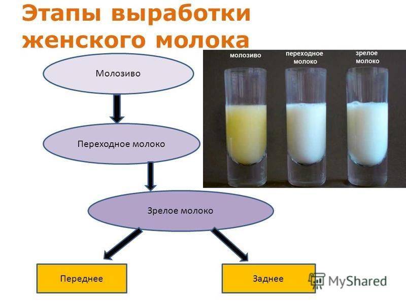 Состав грудного молока: как меняется его содержание по месяцам