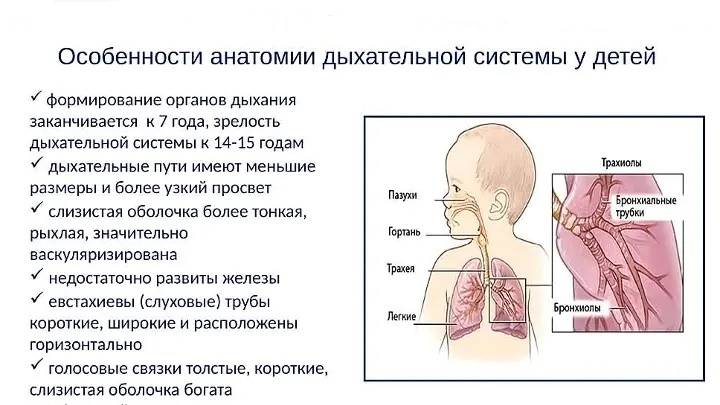 Дыхательная система пропедевтика детских болезней презентация