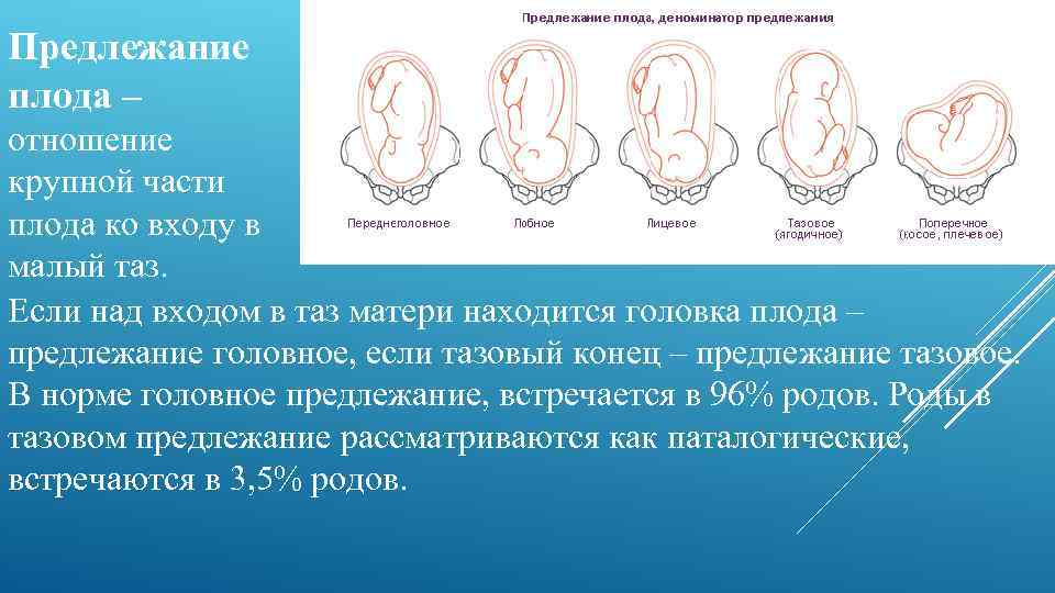 История болезни: беременность 39 – 40 недель. продольное положение плода, головное предлежание, первая позиция, передний вид