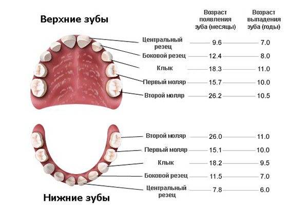 Зубы: названия, типы и возраст прорезывания - medical insider