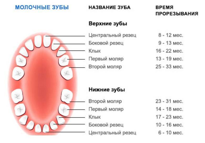 Нумерация зубов в стоматологии. сегменты челюсти.