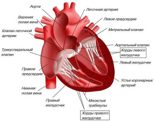 Трабекула в левом желудочке (ДТЛЖ сердца) у ребенка
