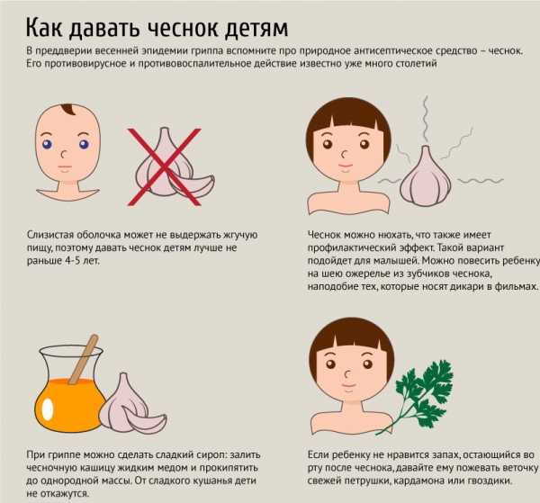 Чеснок детям- энциклопедия детское питание