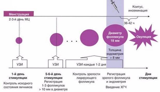 Схема стимуляции овуляции