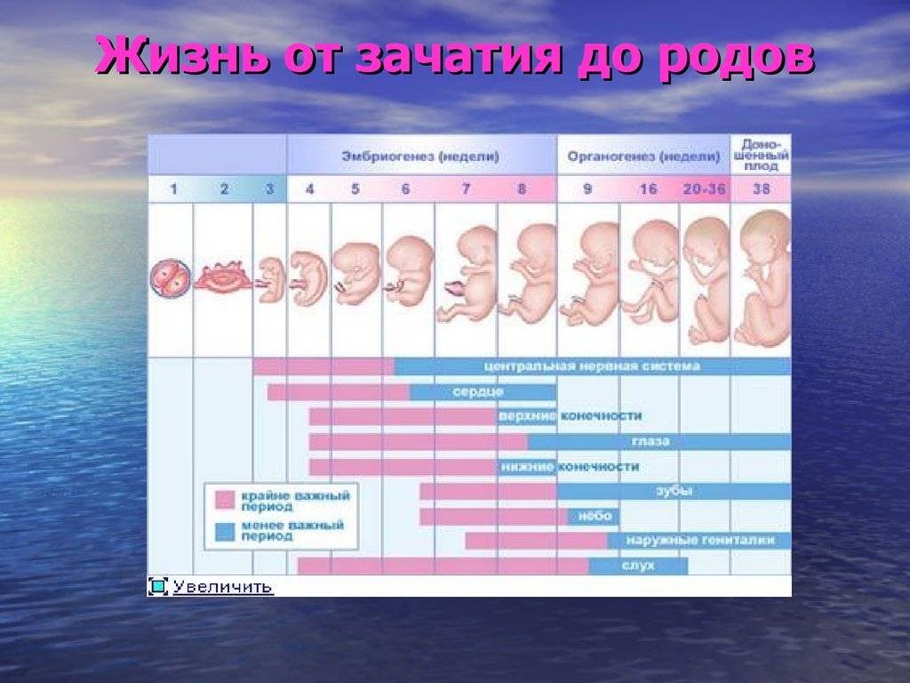 Продолжительность беременности в месяцах и неделях