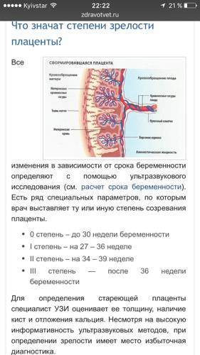 Степень зрелости плаценты по неделям: норма | fok-zdorovie.ru