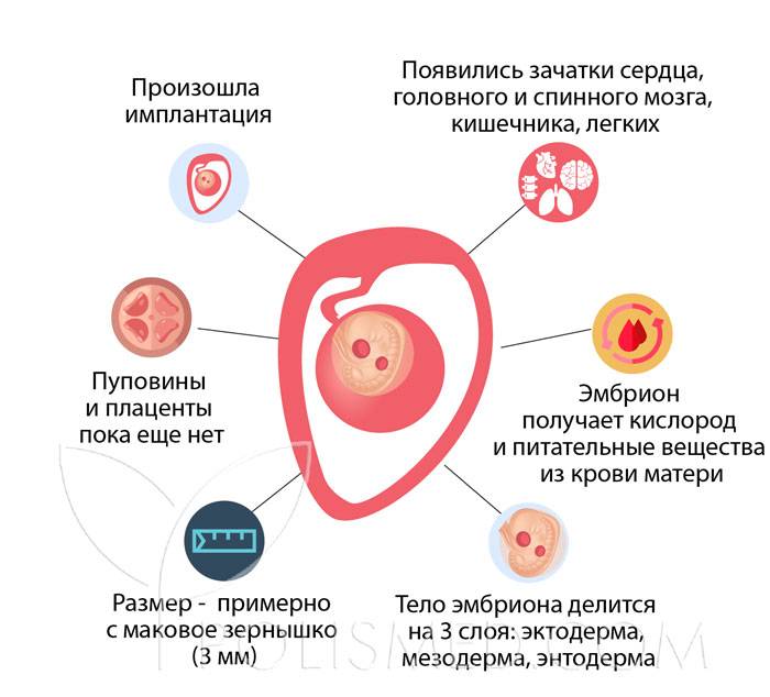Ранняя имплантация эмбриона: чем грозит?