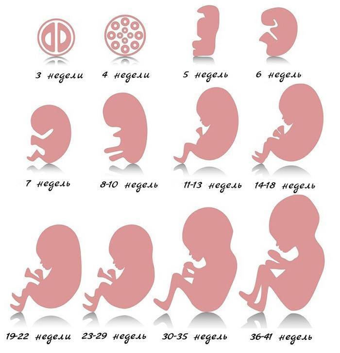 Первые сроки беременности: признаки - медицинский портал eurolab