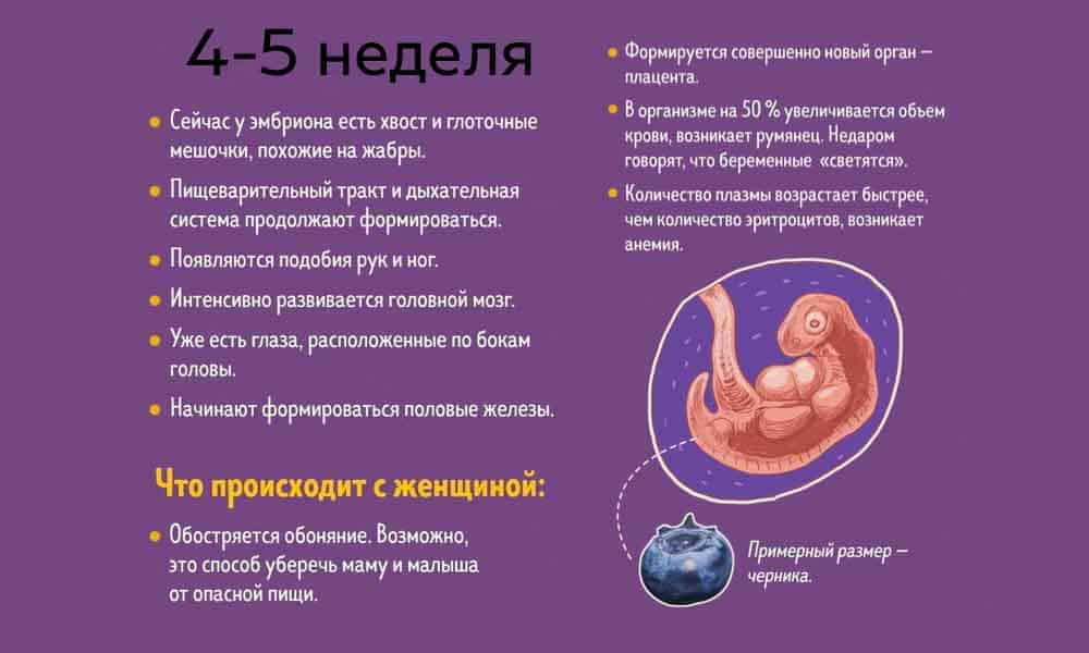 Семь недель беременности: что происходит с мамой и малышом, советы врача