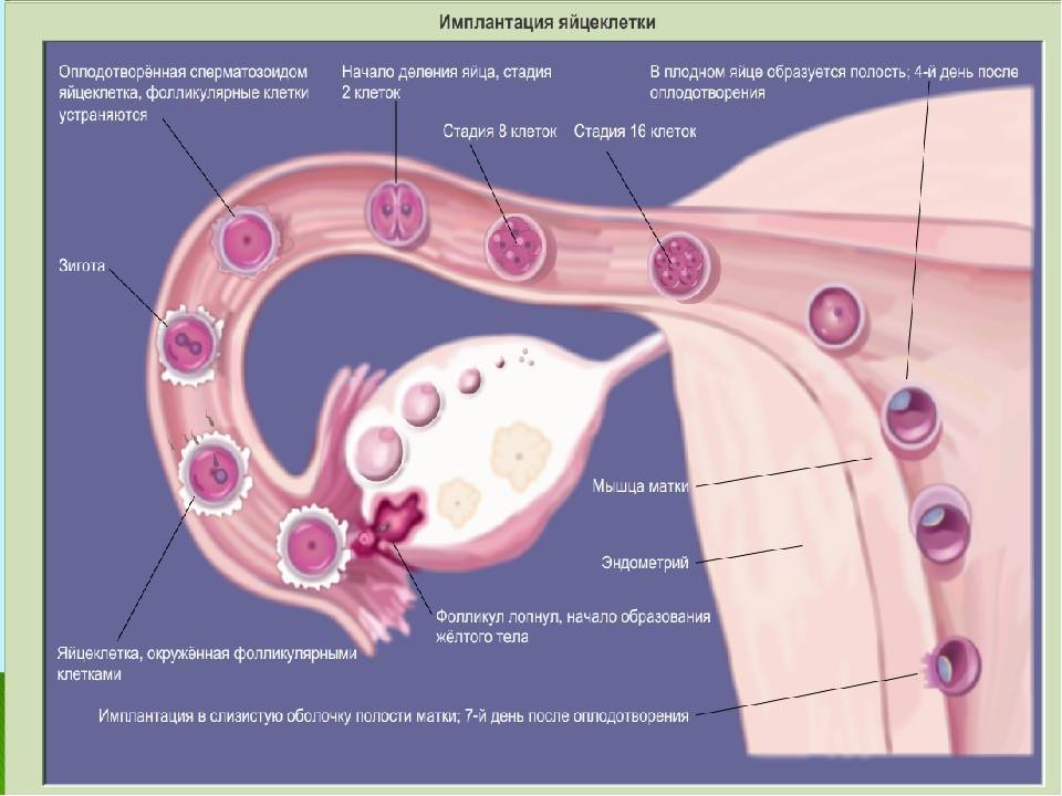 ⌛ поздняя имплантация эмбриона и хгч при эко - в чем особенности, причины |
 эко-блог