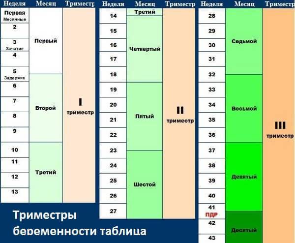 2 триместр беременности: с какой недели, что происходит с плодом, возможные осложнения :: syl.ru