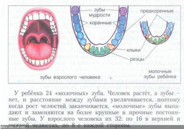 Коренные зубы в 4 года. Молочные и постоянные зубы. Коренные зубы у взрослого.