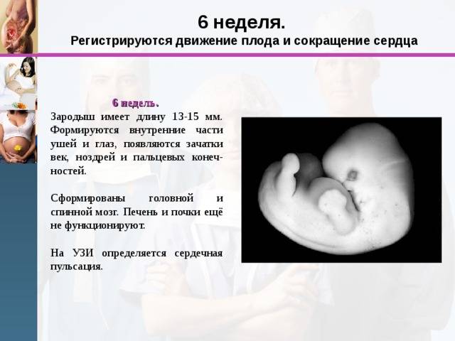 Как определить пол ребенка по сердцебиению: методика и достоверность * клиника диана в санкт-петербурге