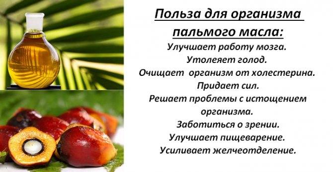 Пальмовый олеин, что это такое, польза и вред масла в детском питании
