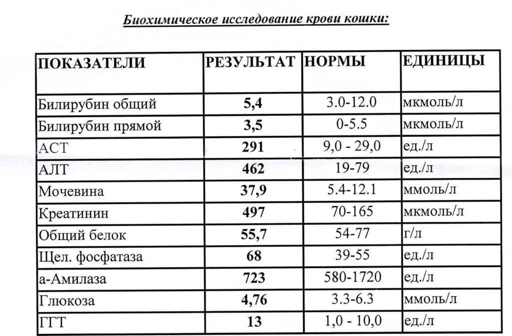 Mch в анализе крови