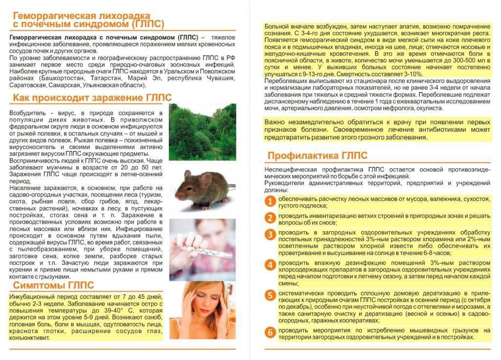 Симптомы и лечение мышиной лихорадки у детей