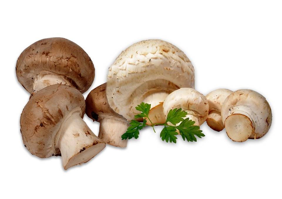 Можно ли при грудном вскармливании грибы: вред или польза?