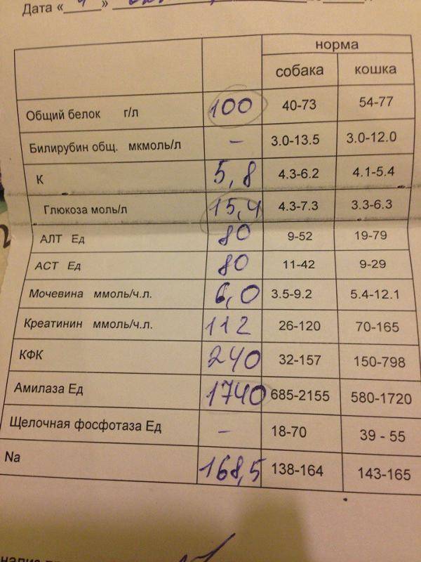 Анализы повышены. Общий белок анализ. Анализ крови общий белок. Общий белок в биохимическом анализе. Общий белок норма.