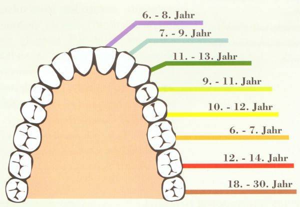 Молочные зубы у детей: схема выпадения и замены на коренные