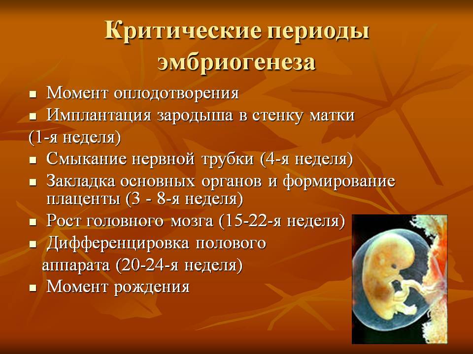 ᐉ самые важные сроки беременности. опасные дни при беременности по триместрам - ➡ sp-kupavna.ru