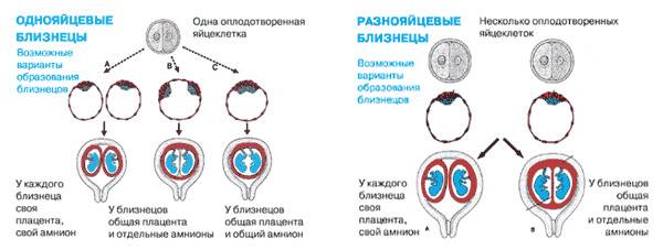 Эмбриологические аспекты эко/икси