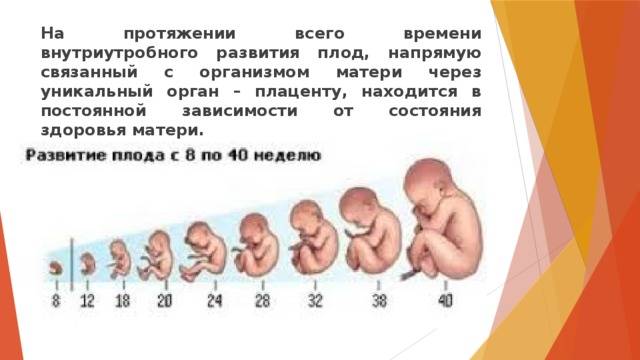 Развитие эмбриона по неделям | как развивается эмбрион