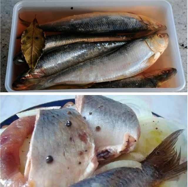 Какую рыбу можно есть при грудном вскармливании