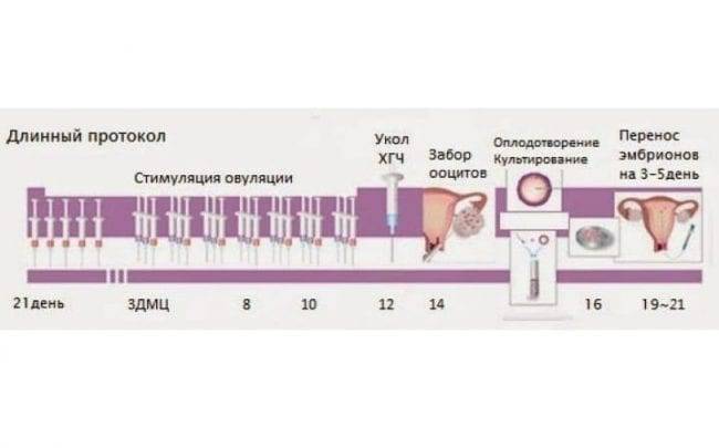 Схема стимуляции овуляции при эко